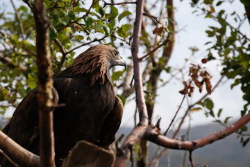 Almaty / Kazakhstan - 09.23.2020 : A Golden eagle tamed for training sits on a wooden platform among the branches.