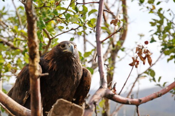 Almaty / Kazakhstan - 09.23.2020 : A Golden eagle tamed for training sits on a wooden platform among the branches.