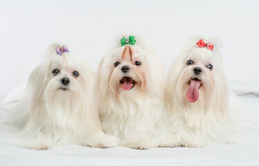 Three Maltese dogs lying on a bed under white warm blanket at home - obrazy, fototapety, plakaty