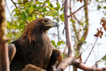 Almaty / Kazakhstan - 09.23.2020 : A Golden eagle tamed for training sits on a wooden platform among the branches.