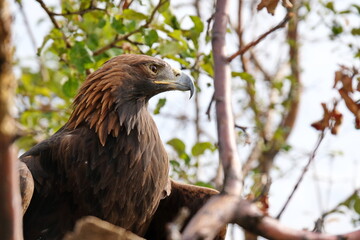 Almaty / Kazakhstan - 09.23.2020 : A Golden eagle tamed for training sits on a wooden platform among the branches.