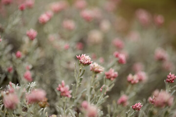 Flora of Lanzarote - Helichrysum monogynum, red cotton wool everlasting, Vulnerable species endemic to the island

