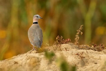Eine Kap-Lachtaube (Streptopelia capicola) auf einem Sandhügel, Äthiopien.