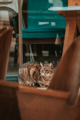 Cat by the window, focused photo of cat, sitting stray cat. 