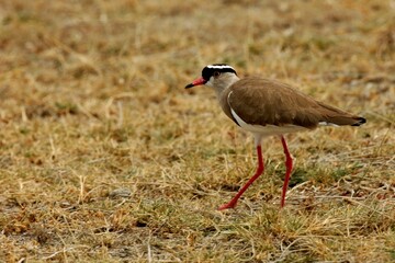 Ein Kronenkiebitz (Vanellus coronatus) sucht nach Nahrung, Äthiopien.