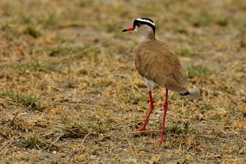 Ein Kronenkiebitz (Vanellus coronatus) in einer Steppenlandschaft, Äthiopien.