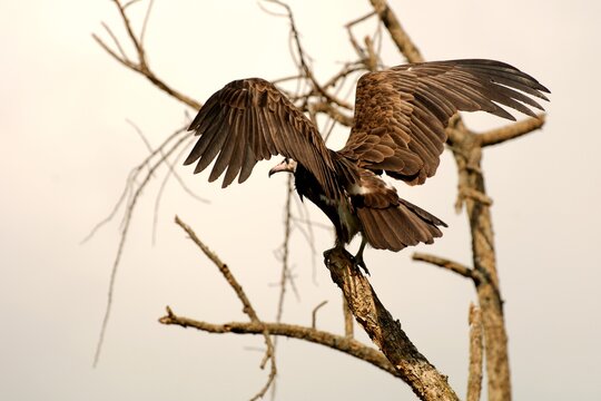 Ein Kappengeier (Necrosyrtes monachus) vor dem Abflug, &Auml;thiopien.