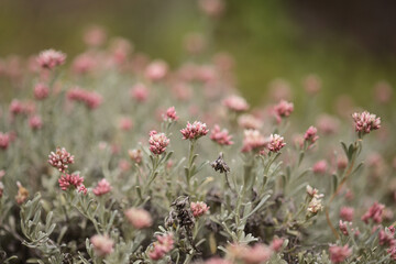 Flora of Lanzarote - Helichrysum monogynum, red cotton wool everlasting, Vulnerable species endemic to the island
