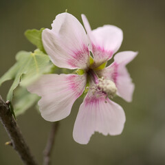 Flora of Gran Canaria - flowering Malva acerifolia tree endemic to Canary Islands natural macro floral background
