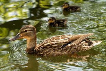 Mother duck with ducklings on the water