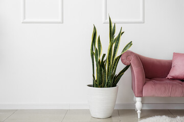Beautiful houseplant and armchair near white wall