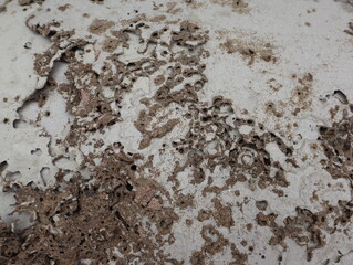 Damage and rotten paper is eaten by termites