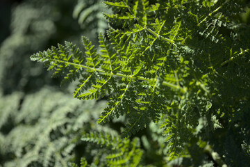 Flora of Gran Canaria - Todaroa montana, plant endemic to the Canary Islands, natural macro floral background