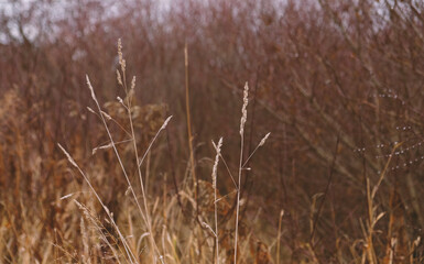 Fototapeta premium Golden dry ears of grass, cereal plants against background of an autumn forest with bushes and trees without leaves. Pattern with neutral, natural colors. Minimal, stylish, trend concept. 