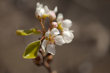 Horticulture of Gran Canaria - White flowers of pear tree 
