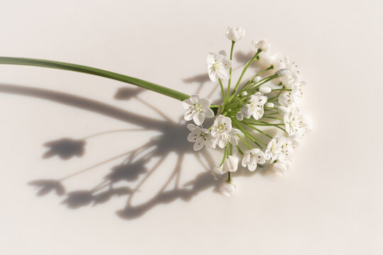 fine art image of white allium flower in mile and shadow of sun light