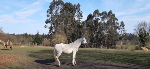 horse in the field