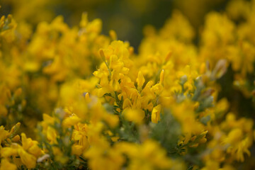 Flora of Gran Canaria - bright yellow flowers of Teline microphylla, broom species endemic to the island, natural macro floral background
