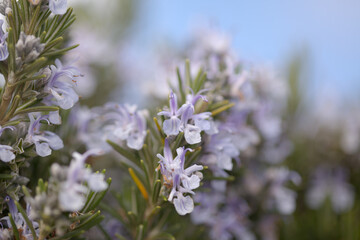 flowering blue medicinal plant rosemary natural macro floral background