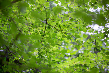 新緑の森の中の風景