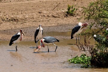 Eine Gruppe Marabus (Leptoptilos crumeniferus) bei der Nahrungssuche, Äthiopien.