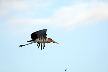 Obraz premium Ein fliegender Marabu (Leptoptilos crumeniferus), Äthiopien.