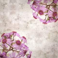 square stylish old textured paper background with magenta flowers of Pericallis webbii, plant...