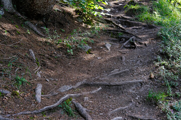 hiking trail in green forest, protruding tree roots, brown earth, concept tourist walk in nature, difficult climb in mountains, nature conservation, planet ecology, warming problem, climate change