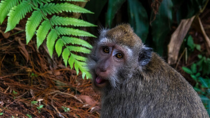 Cute monkey lives in a natural forest of Indonesia