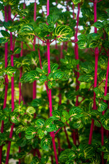 Background and pattern nature of green leaves