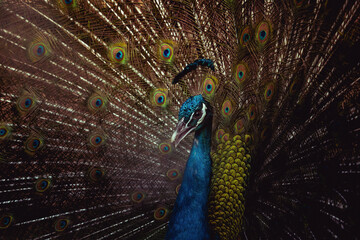 Obraz premium Blue peacock.Indian peacock.beautiful peacock.
