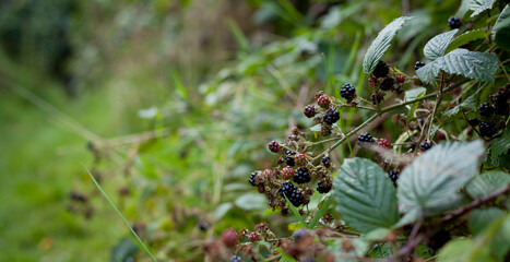 Foraging for wild food -  summer bramble bushes full of fruit.