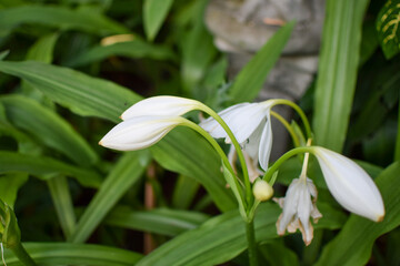 Obraz premium Beautiful white flowers blooming