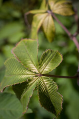 Defocused wallpaper and pattern nature of green tropical plant