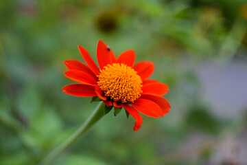 Beautiful flowers blooming in the garden