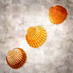 stylish textured old paper background with cockle shells