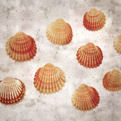 stylish textured old paper background with cockle shells