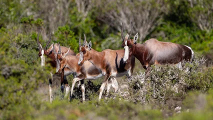 Fotobehang Eine Gruppe von Antilopen (Bonteboks) durchstreift die grün bewaldeten Flächen und Büsche des De Hoop Nature Reserves im Süden Südafrikas, nahe der Garden Route © Hendrik