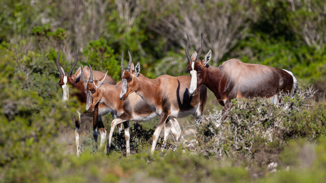 Eine Gruppe von Antilopen (Bonteboks) durchstreift die gr&uuml;n bewaldeten Fl&auml;chen und B&uuml;sche des De Hoop Nature Reserves im S&uuml;den S&uuml;dafrikas, nahe der Garden Route