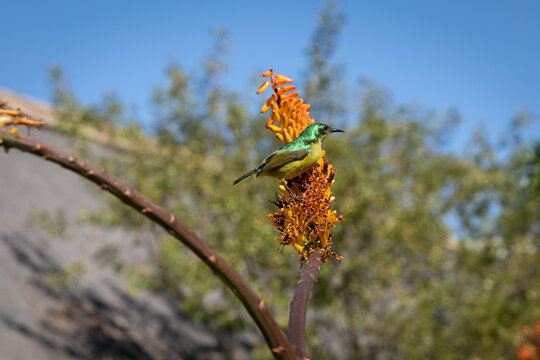Hier ein Tiny Sunbird, Little Bee-Eater Bird, ein gelb grüner Nektarvogel, welcher im Kruger Nationalpark auf einer roten Aloe Blüte sitzt und in die Ferne starrt