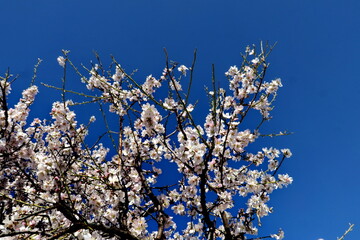 Branches d'amandier en fleur. Ciel bleu.