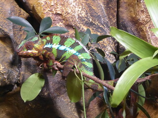 Gestreiftes Chamäleon auf Ast