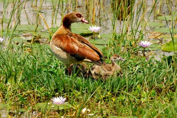 Eine Nilgans (Alopochen aegyptiaca) mit Jungen im Gras, Äthiopien.