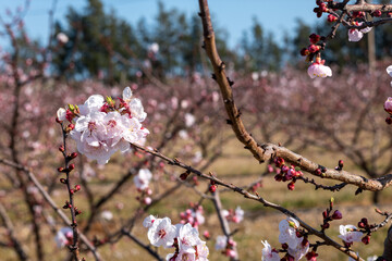 tree blossom