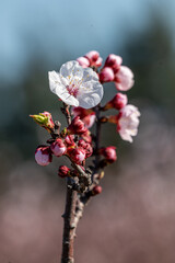 flowering and budding apricot branch

