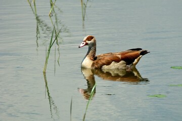 Eine Nilgans (Alopochen aegyptiaca) auf dem Wasser, Äthiopien.