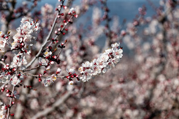 branch of a cherry tree