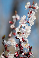 blooming tree