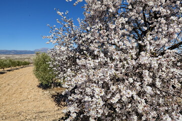 Amandiers en fleur dans les champs.