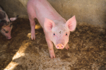 A small piglet in the farm. group of piglet waiting feed. swine in the stall.